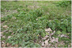 Solanum viarum